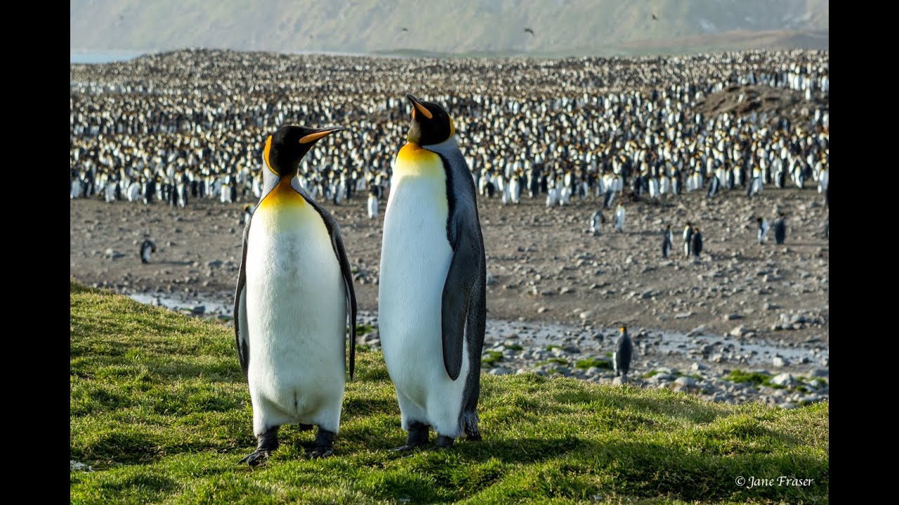 Antarctica with Quark Expeditions | Penguins, Seals & Ice