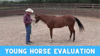 A Quick Evaluation of a 2 Year Old Horse (Episode 211)  Herm Gailey: A Lifetime with Horses