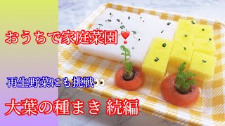 ②おうちで家庭菜園！水耕栽培 大葉の種まき続編 再生野菜始めました！家庭菜園で自給率UPを目指します！