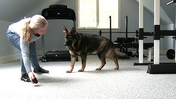 Scent Indication Steps:Kong in hand on ground