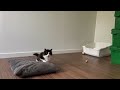 Catit - Spotlight - tuxedo kitten playing in their forever home