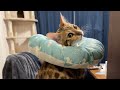 エリザベスカラーが気に入らなくて文句が止まらないベンガル猫【#shorts 】