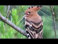 Mladi pupavac u Istarskim toplicama - glasanje - Juvenile Hoopoe call - Upupa epops