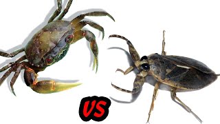 Crab vs Giant Water Bug