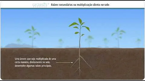 Como é a muda de noni?