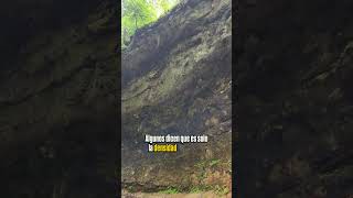 ¿Te quedarías aquí?.👀 #todoelmundo #elmundo #viral #ftypシ #bosque ##árboles