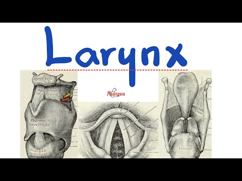 Anatomy of the Larynx - The Best Explanation! - Anatomy of Head & Neck