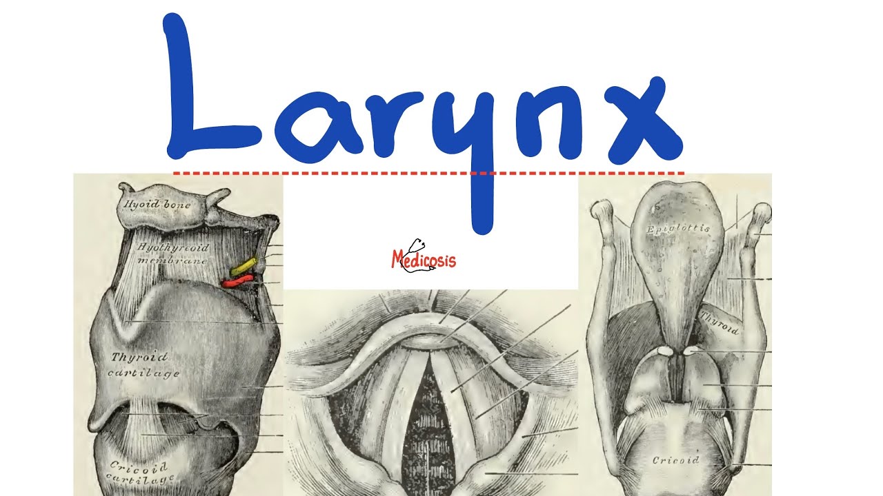 Анатомия гортани — лучшее объяснение! — Анатомия головы и шеи