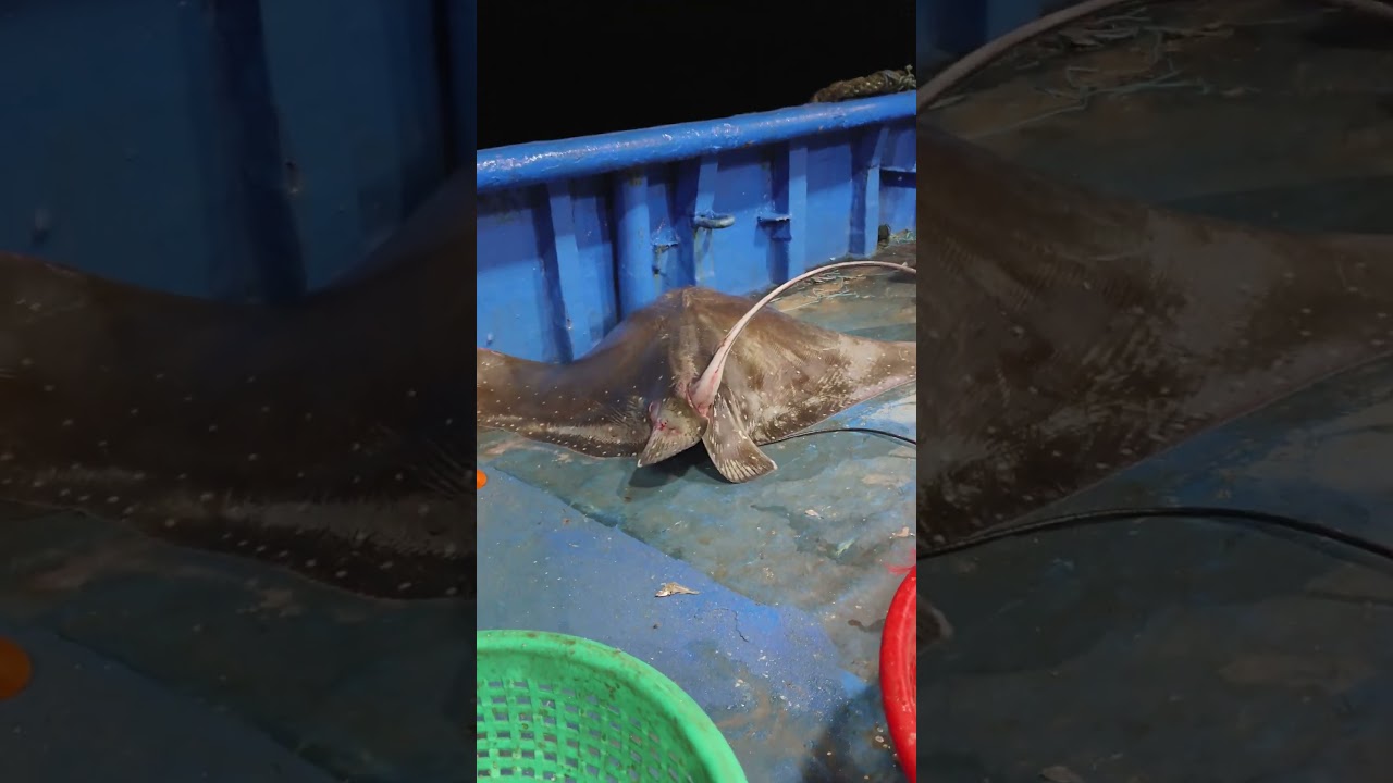 குருவி திருக்கை மீன் stingray  #fishing #fishingequipment #food #fishinggear #fishingshorts #shorts