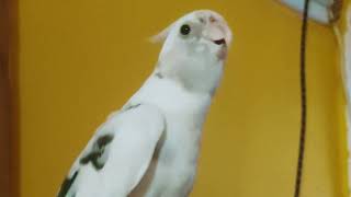 Shiro - Cockatiel Sings &amp; Whistles #birds #singing #cockatiel #cute #animals #talent  #entertaiment