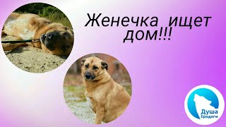 ЖЕНЕЧКА ИЩЕТ ДОМ! КАЛУГА ЖЕНЕЧКА ИЩЕТ ДОМ! КАЛУГА
