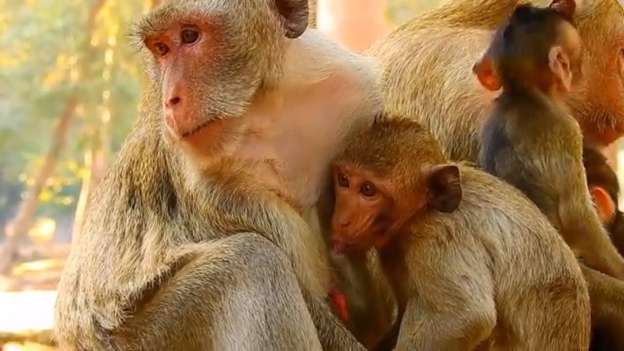 Jane looks upset when Janet drink her milk, but she cannot do anything coz of love Janet