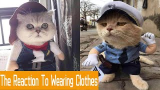 ♥Funny reactions of cats  and dogs wearing clothes ♥ | Cute Animals