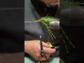 Bwcflies fw shrimp fly tying demo step by step