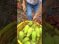 Beautiful Nature Inspur Fresh Fruit Wonderful Video Of Industry 6547 Beautiful Nature Inspur Fresh Fruit Wonderful Video Of Industry 6547
