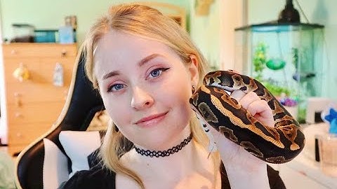 How to setup a ball python enclosure for beginners!