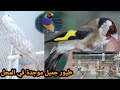 محل بيع العصافير في الجزائر # بيع جميع أنواع الطيور # بيع كل مستلزمات الحيوانات مع الأخ هشام