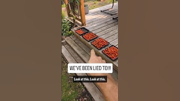 They lied to you about pruning your tomatoes