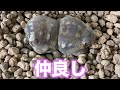 仲良くくっ付いて寝てるカエル達がこちら