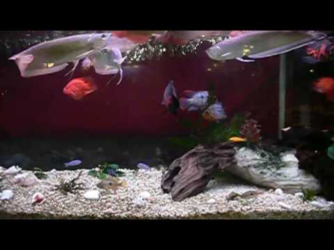 Arowana Fish Tank Setup YouTube