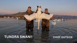 Tundra Swan Hunt!! North Americas largest game bird!!