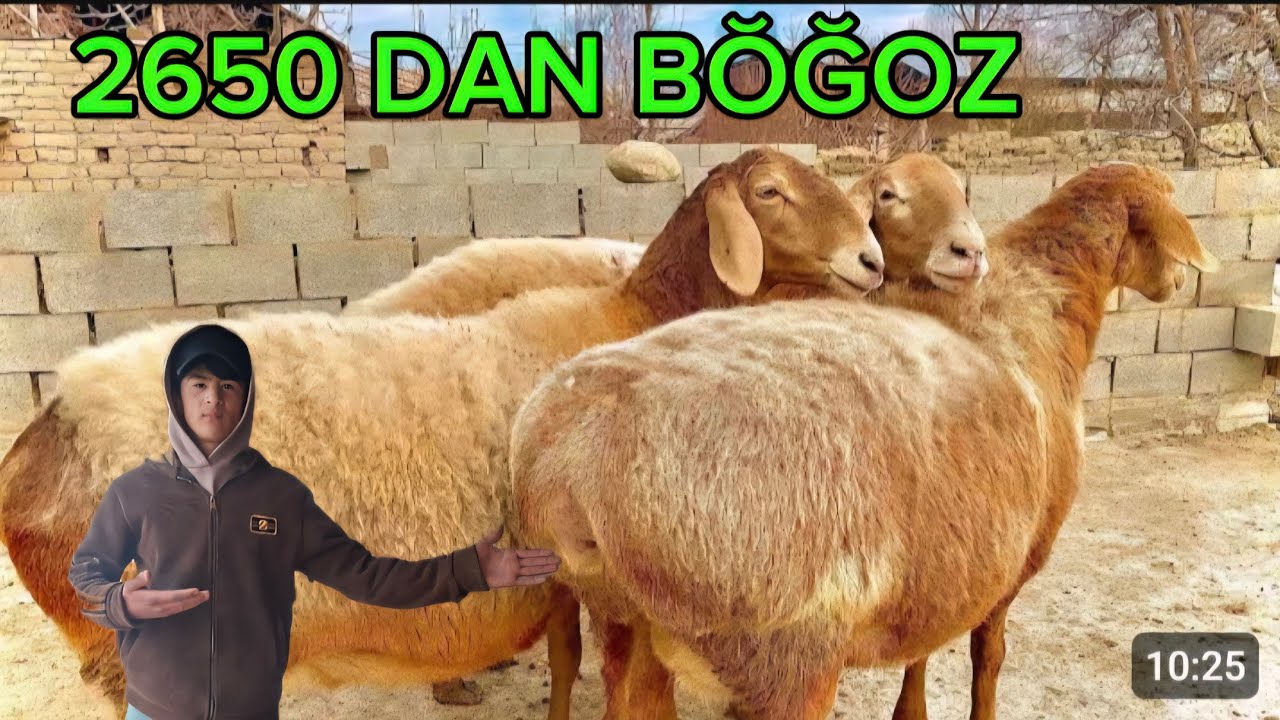 2650DAN QŎZI NAQ BŎĞOZ EKAZAKCHI ONA BOL 500 ARZON KELDI SHOSHILIG