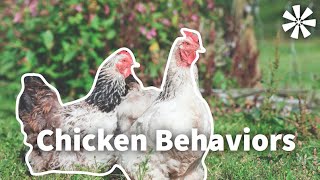 Chicken Behavior: What to Expect 🐓