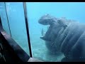 HIPPO FART COMPILATION - The Most Powerful Farts on Earth...