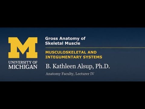 Skeletal Muscle: Gross Anatomy - YouTube