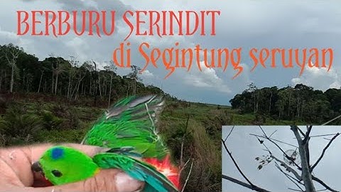 Memikat serindit di daerah segintung Seruyan.dapat Merah Dada ,jantan#kualapembuang