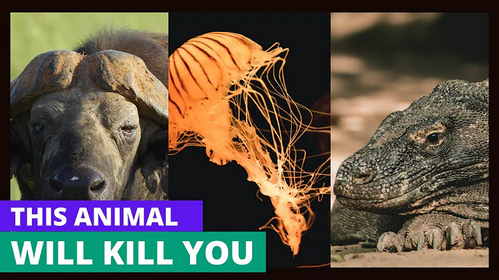 Top 10 Dangerous Animals You Should Run Away From