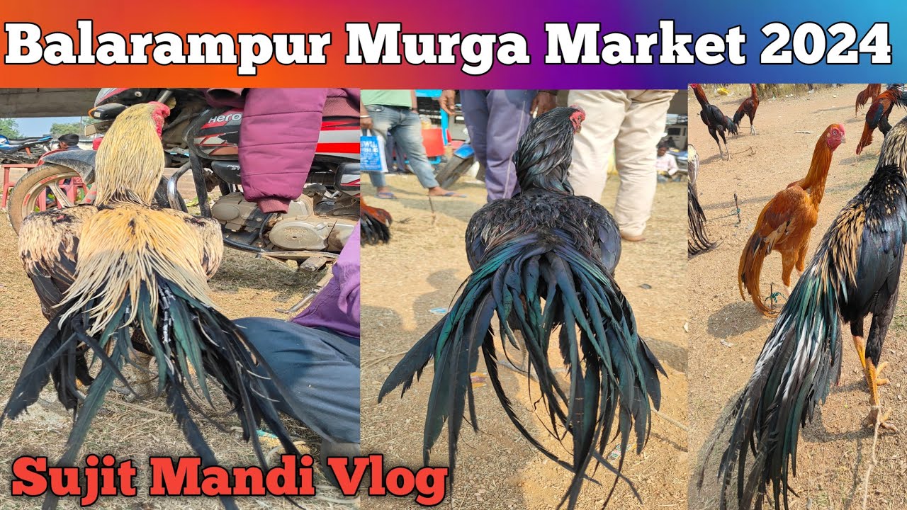 Balarampur Haat 2024 New Update lSujit Mandi Vlog