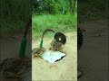 Effective Quail Trapping Techniques - Animal Trap Idea #youtubeshorts