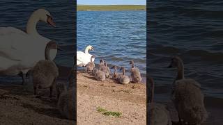 Swans 🦢 with cygnets on beach go for a swim / Лебеди с лебедятами на пляже идут купаться на озере +*