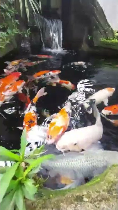 Koi sehat