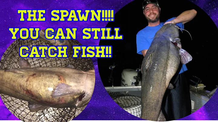 THE CATFISH SPAWN !!!! WHAT TO LOOK FOR, WHAT TO DO!!!!