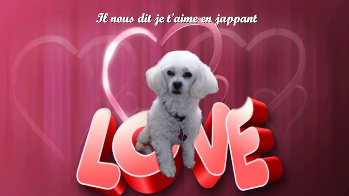 Il est un petit Pitou Blanc