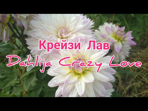 Георгина Крейзи Лав / Dahlia Crazy Love