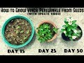 How to Grow Vinca or Periwinkle from Seeds (With update videos)