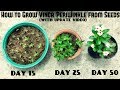 How to grow vinca or periwinkle from seeds with updates