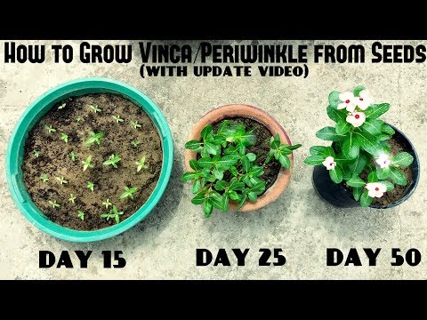How to Grow Vinca or Periwinkle from Seeds (With update videos)