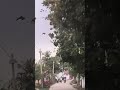 my village life #minivlog #song #viralvideo like comment share