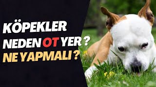 Köpekler Neden "OT" Yerler? Ne Yapmalıyız ? - Köpek Bakımı