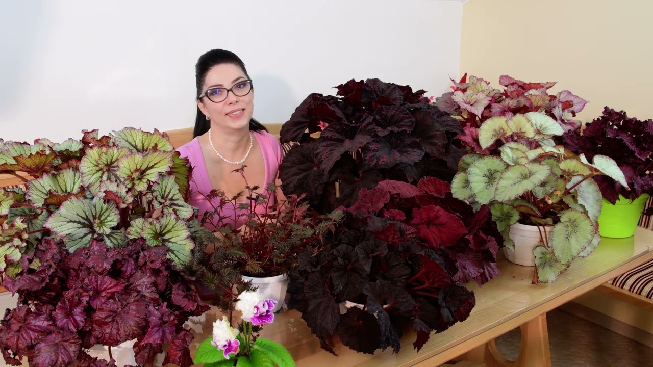 Главный секрет выращивания бегоний