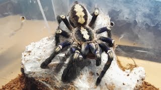 Madárpók etetés /Tarantula feeding video #18