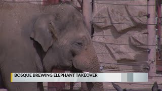 Local Brewery Hosts Partners For Pachyderms To Benefit The Biopark