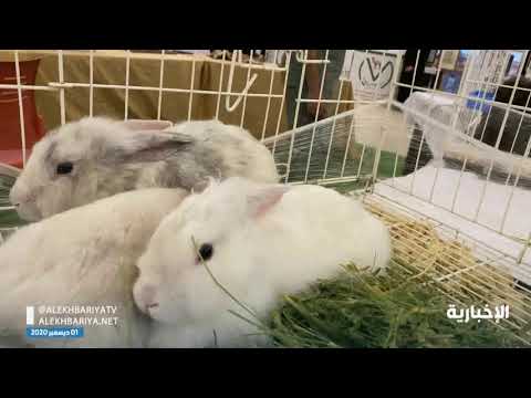 كلية الطب البيطري بجامعة الملك فيصل في الأحساء تقييم معرض الرفق بالحيوان وسلامة عائلتي