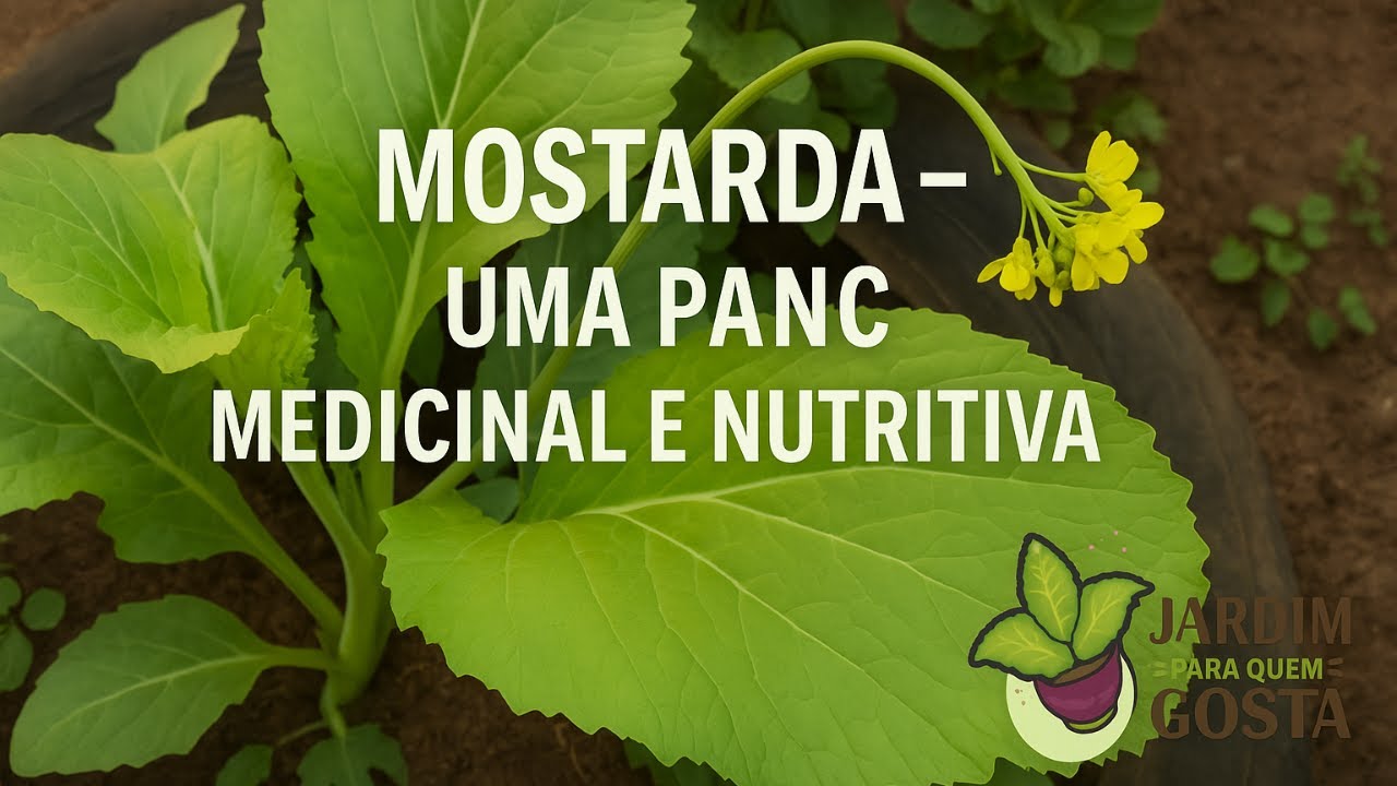 MOSTARDA – UMA PANC MEDICINAL E NUTRITIVA