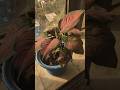Ghar ko Luxury Look dene wala Aglaonema Plant! 🔥 #ecobhai #gardening #caretips #shorts