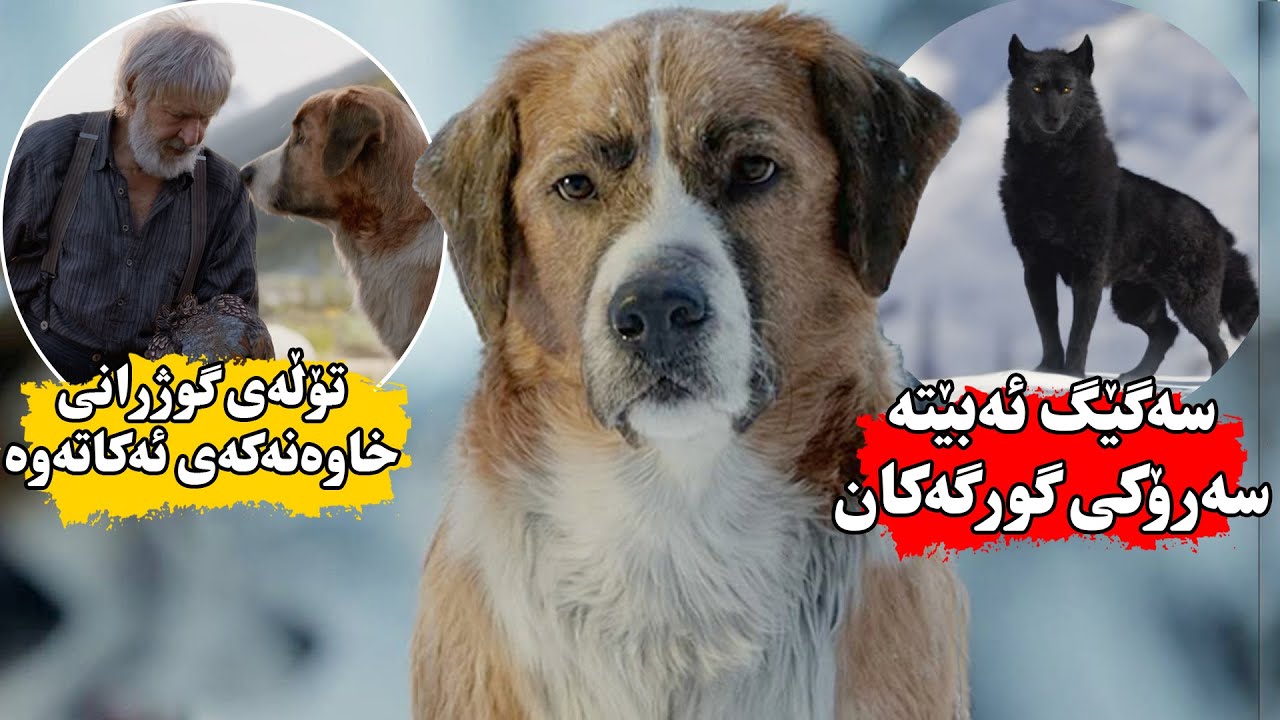 سه‌گێكی بەهێز ئەڕفێندرێت وە خاوەنەكەشی ئەكوژن بۆیە بڕیاری تۆڵەكردنەوە ئەدات و ئەبێتە سەرۆكی گورگەكان